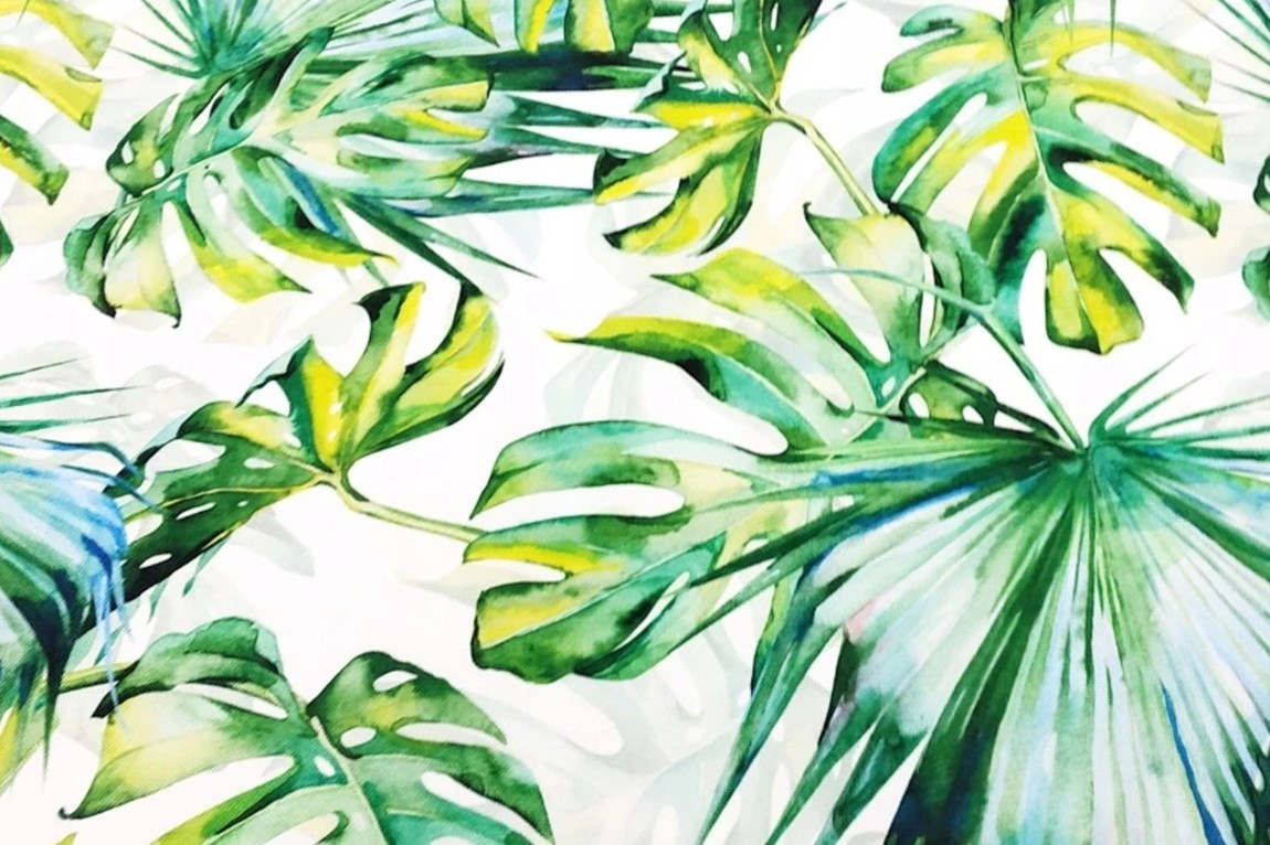 liście palmy monstery na bieli-niedostępny
